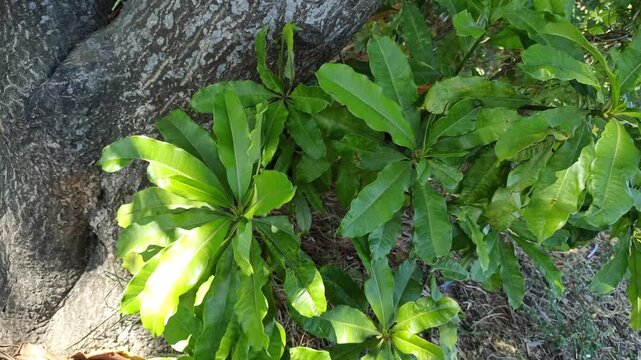 Lush green leaves of Cerbera manghas, a tropical evergreen tree commonly found in coastal habitats and lowland environments. The foliage displays elongated, glossy leaves characteristic of this distin