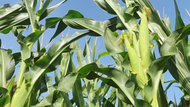 Young maize plants growing in fertile summer farmland