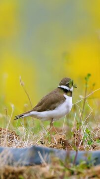 Vertical close up of a small ringed plover bird standing alert on dry grassy ground against a vibrant yellow and green smooth bokeh background.