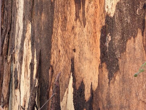 tree bark texture