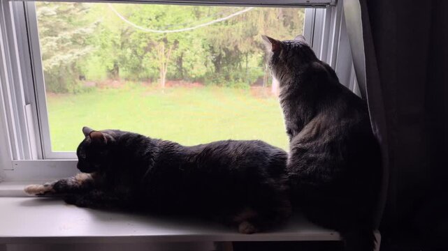 Cats relaxing by open window watching outside 4k
