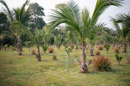 Organic coconut palm trees plantation with irrigation system in rural village of Northern Thailand, traditional tropical farming in Asia, exotic agriculture, growing food production for distribution.