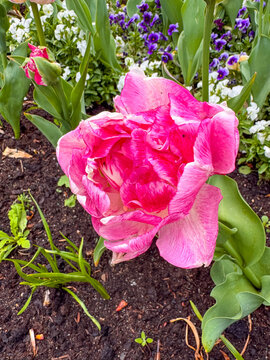 Flowers bloom in Karlovy Vary, Czechia during the spring season