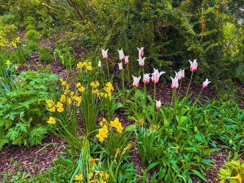 Flowers bloom in Karlovy Vary, Czechia during spring season