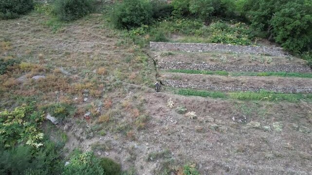 Terraced Shem garden plots step down a mountain slope with soil beds and plants, small highland cultivation beside rocks. Ideal for travel, tourism, and nature stock Iran Alborz mountains.