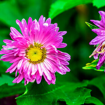 purple aster in the garden illuminated by the sun