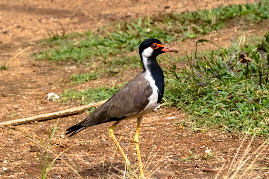 Red wattled lapwing bird walking on dirt ground outdoors side profile view