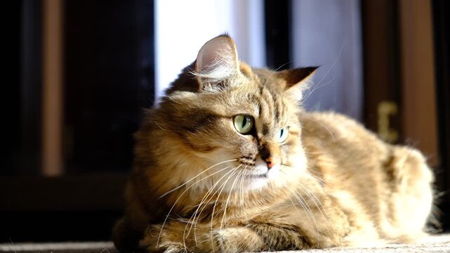 Close-up portrait of cute well fed cat, lounging. Soft morning light, Relaxing on carpet. Funny curious pets. 