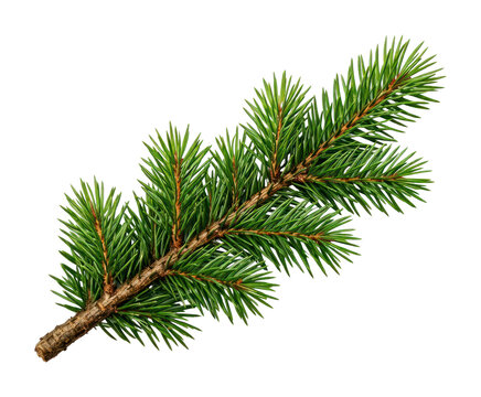 PNG Detailed evergreen pine branch illustration.