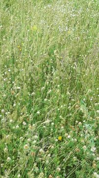 Green clover and meadow grass in summer field