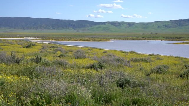 Super Bloom Goldfields Flowers by Soda Lake Carrizo Plain California USA