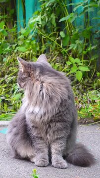 Fluffy gray cat sitting outdoors looking away