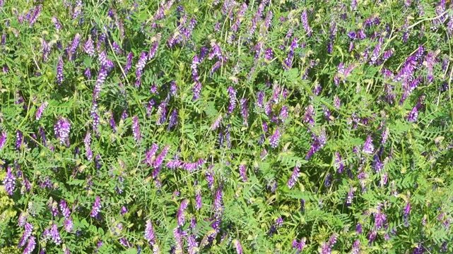 Purple clover flowers with bee in slow motion summer meadow