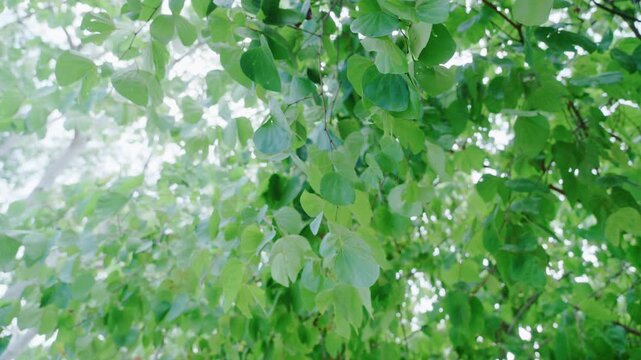 Slow motion looking up at green leaves blowing gently in the wind under bright sky.