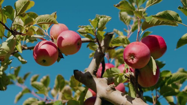 Red Apples on Sunlit Branches Against Blue Sky