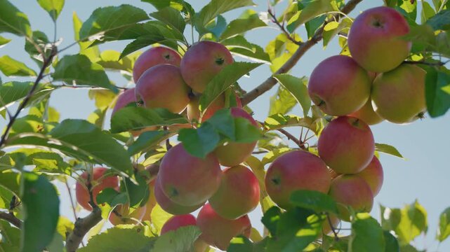 Sunlit Red and Yellow Apples Hanging on Tree Branches