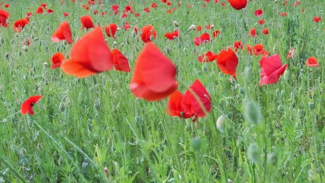 Red poppy flowers blooming in summer meadow