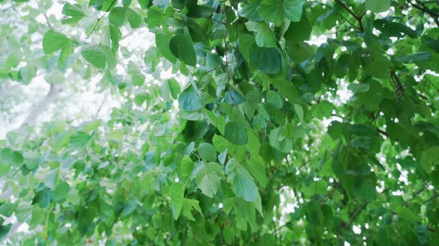 Slow motion looking up at green leaves blowing gently in the wind under bright sky.