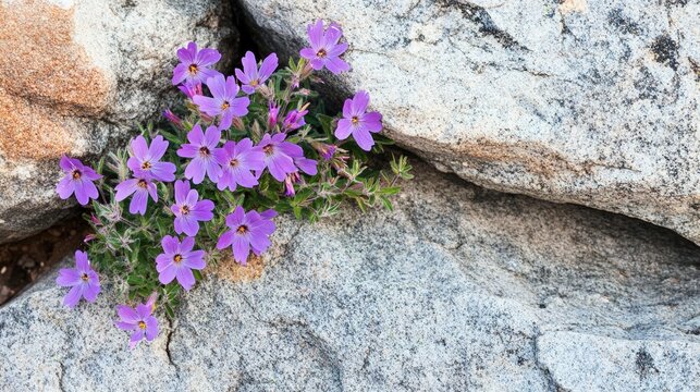 resilient. Wildflowers blooming from a crack in a large gray rock. ESG reports, sustainability campaigns, designed for sustainability communications and ESG reporting, drives climate awareness.