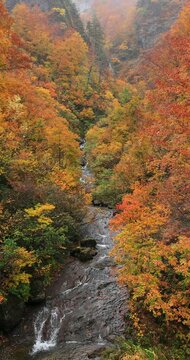 田子倉湖の渓谷の紅葉と滝
