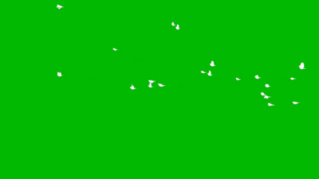 Flock of white birds flying with green screen effect for video overlay