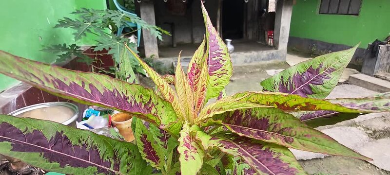 Vibrant variegated plant with purple and green leaves growing in outdoor garden setting for nature and home landscaping photography concepts