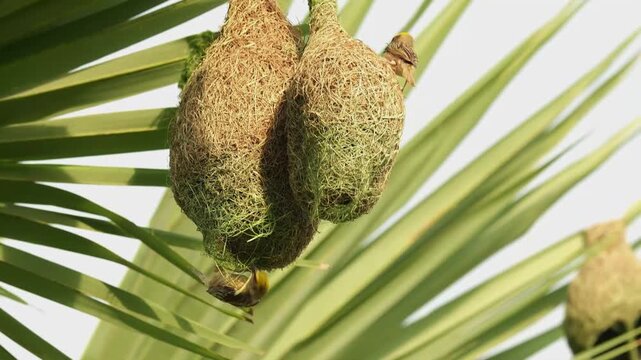 Two Baya Weavers Working on Different Parts of the Nest side by side