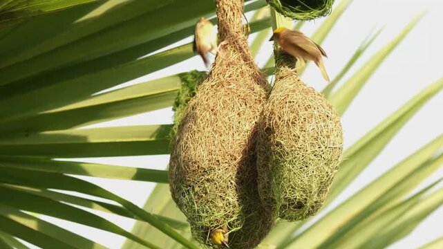 Baya Weaver Pair Building Nest Together | Cooperative Nest Building