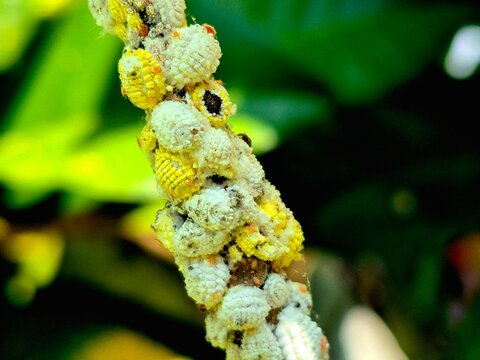 Macro Close-Up of Scale Insects and Mealybugs Infesting Plant Stem