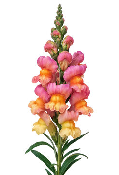 Beautiful pink and yellow snapdragon flowers in transparent background arrangement transparent background