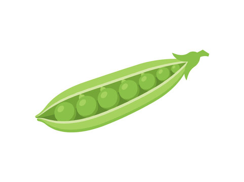 Flat vector illustration of an open green pea pod with seeds on white background