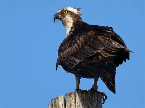 Osprey Standing on a Piling
