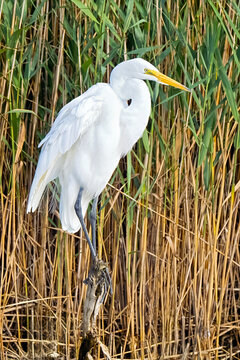 Great Egret Standing in the Marsh
