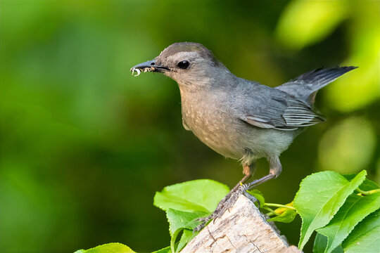 Gray Catbird with Mouthful of Insects