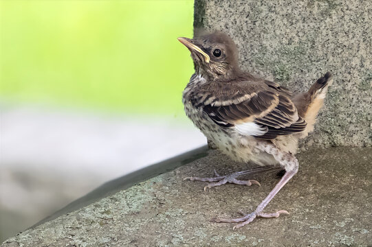 Baby Northern Mockingbird Standing on a Rock