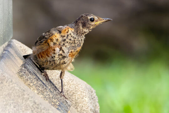 Juvenile American Robin Standing on a Rock