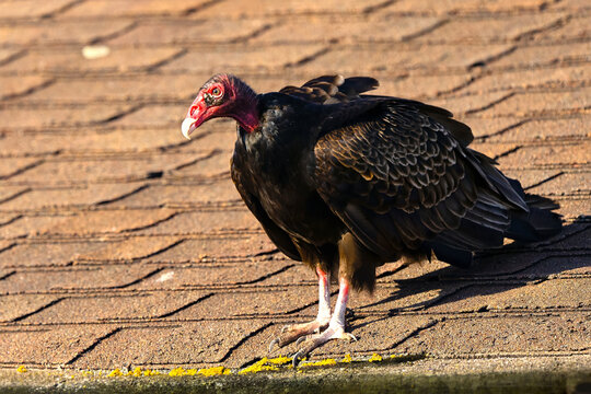 Turkey Vulture Standing on a Roof