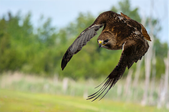 Red-tailed Hawk in Flight Wings Down