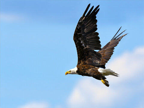 Bald Eagle  in Flight against a Blue Sky