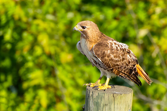 Red-tailed Hawk Standing on a Piling
