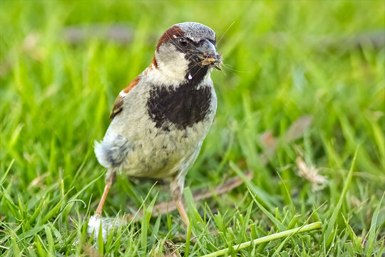 Male House Sparrow with a Mouthful of Bugs