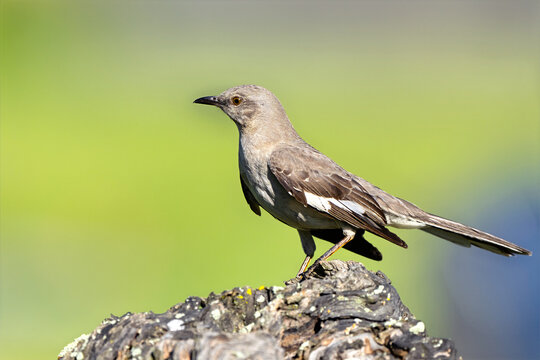 Northern Mockingbird Standing on a Log
