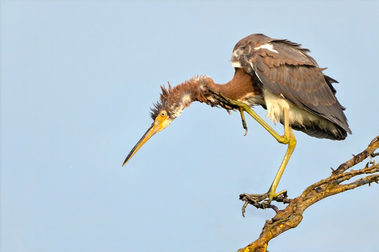 Tricolored Heron Scratching Head in Tree 