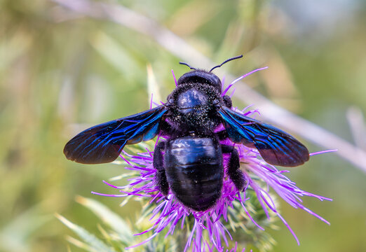 Close up of a Violet Carpenter Bee (Xylocopa violacea) sitting on a flower