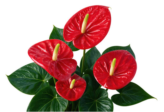 Vibrant red anthurium flowers with green leaves on transparent background transparent background