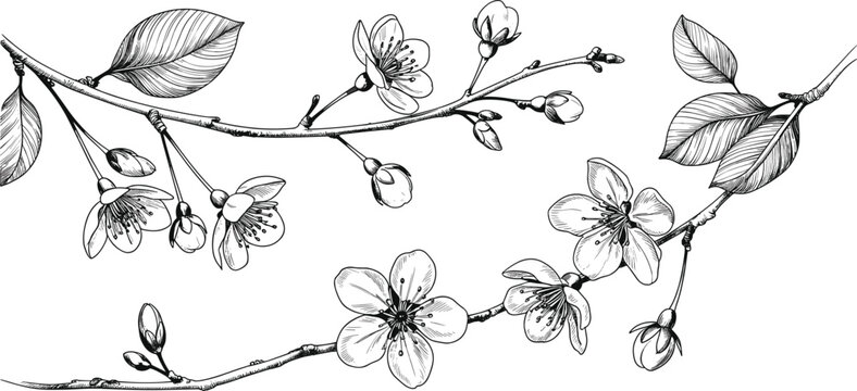 Detailed hand-drawn illustration of cherry blossom branches, vintage black and white botanical sketch for artistic design projects