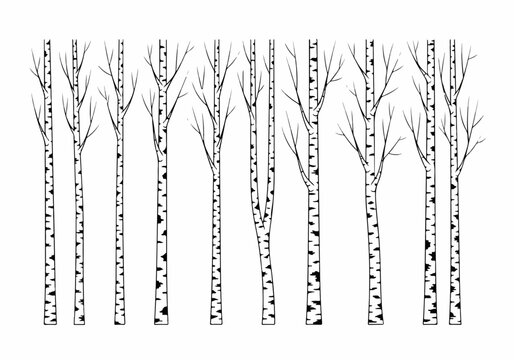 Birch Tree Forest Illustration in Black and White