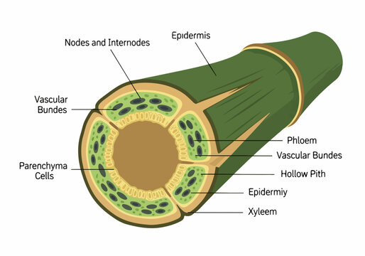 Cross section of a plant stem anatomy diagram