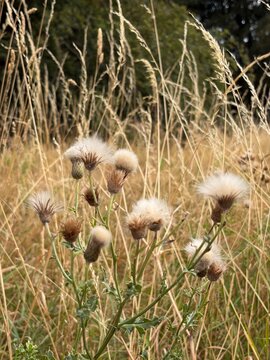 dandelion seed head