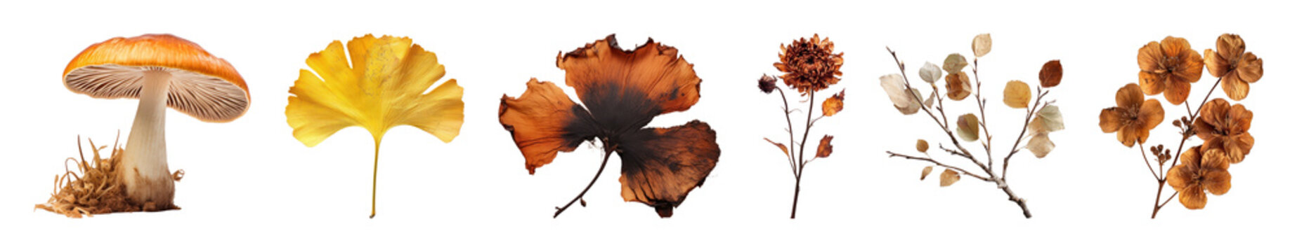 PNG Collection of diverse dried mushrooms and fungi, transparent background